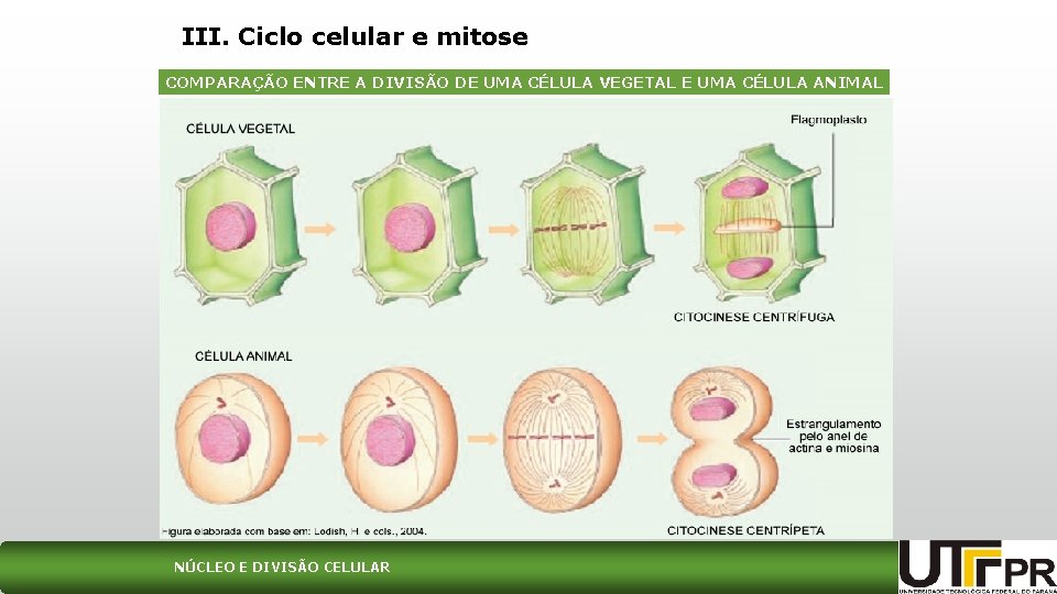 III. Ciclo celular e mitose COMPARAÇÃO ENTRE A DIVISÃO DE UMA CÉLULA VEGETAL E