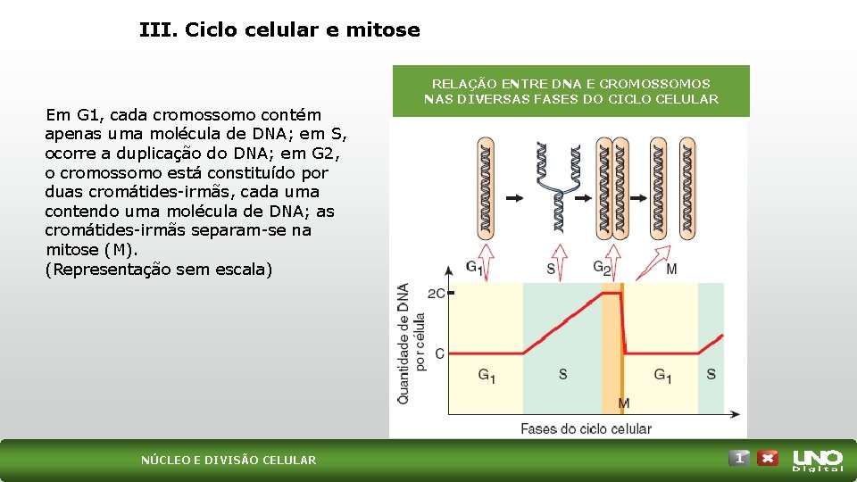 III. Ciclo celular e mitose Em G 1, cada cromossomo contém apenas uma molécula