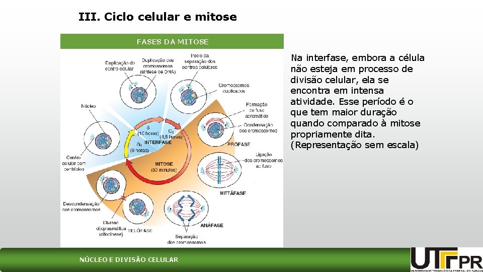 III. Ciclo celular e mitose FASES DA MITOSE Na interfase, embora a célula não