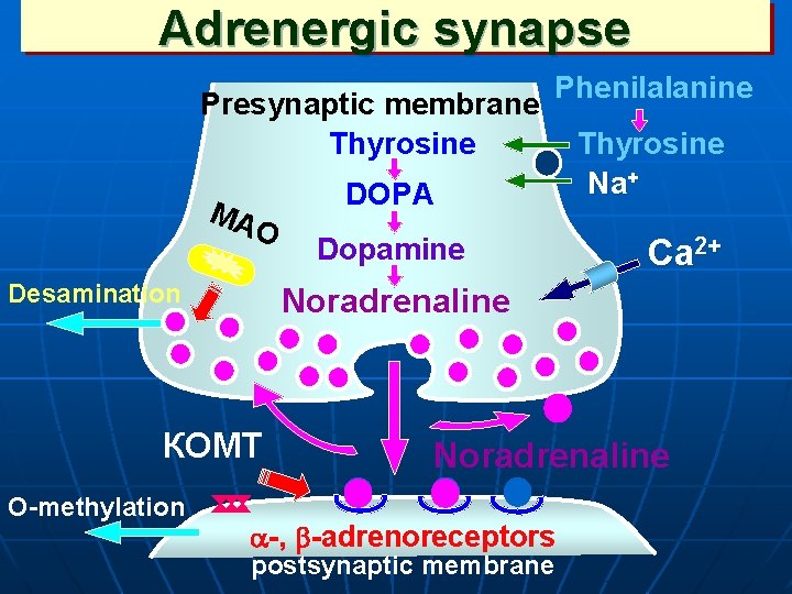 Adrenergic synapse Presynaptic membrane Thyrosine МА О Desamination DOPA Dopamine Thyrosine Na+ Ca 2+