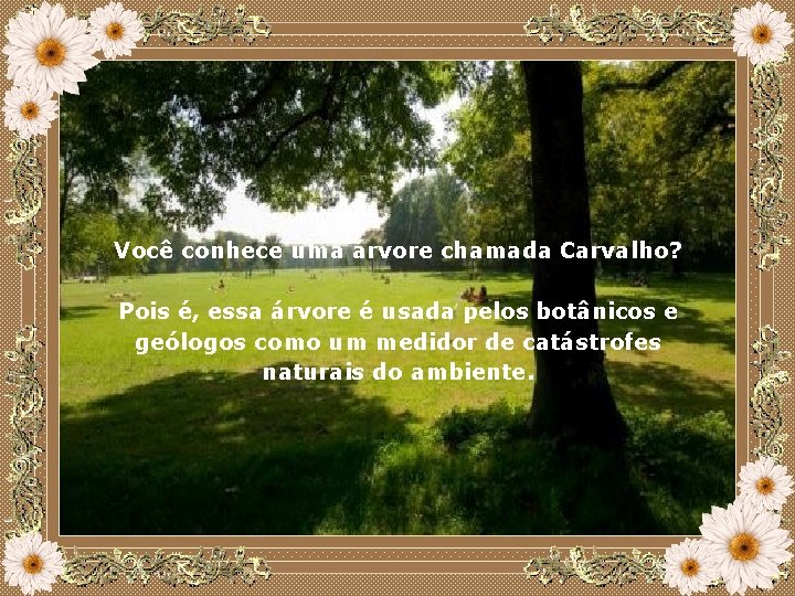 Você conhece uma árvore chamada Carvalho? Pois é, essa árvore é usada pelos botânicos