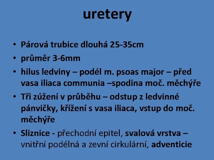 uretery • Párová trubice dlouhá 25 -35 cm • průměr 3 -6 mm •