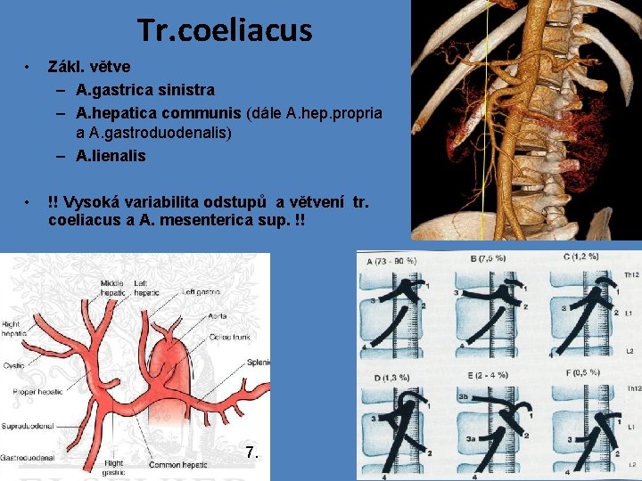 Tr. coeliacus • Zákl. větve – A. gastrica sinistra – A. hepatica communis (dále