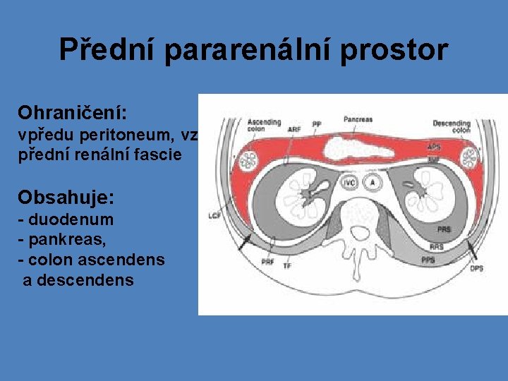Přední pararenální prostor Ohraničení: vpředu peritoneum, vzadu přední renální fascie Obsahuje: - duodenum -
