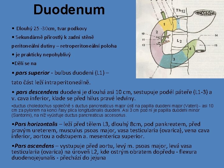 Duodenum • Dlouhý 25 -30 cm, tvar podkovy • Sekundárně přirostlý k zadní stěně