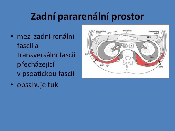 Zadní pararenální prostor • mezi zadní renální fascií a transversální fascií přecházející v psoatickou