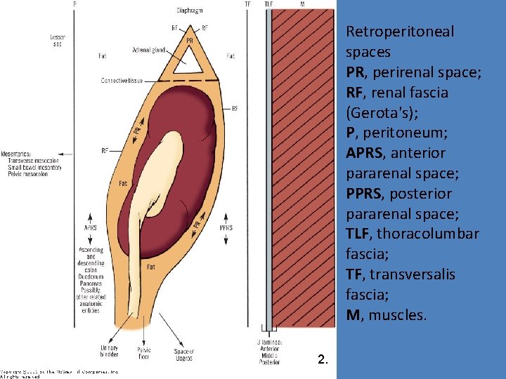 Retroperitoneal spaces PR, perirenal space; RF, renal fascia (Gerota's); P, peritoneum; APRS, anterior pararenal