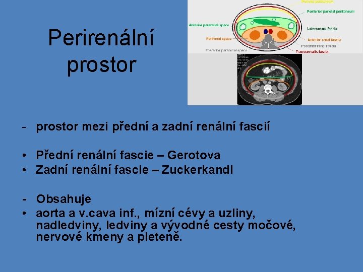 Perirenální prostor 1. - prostor mezi přední a zadní renální fascií • Přední renální