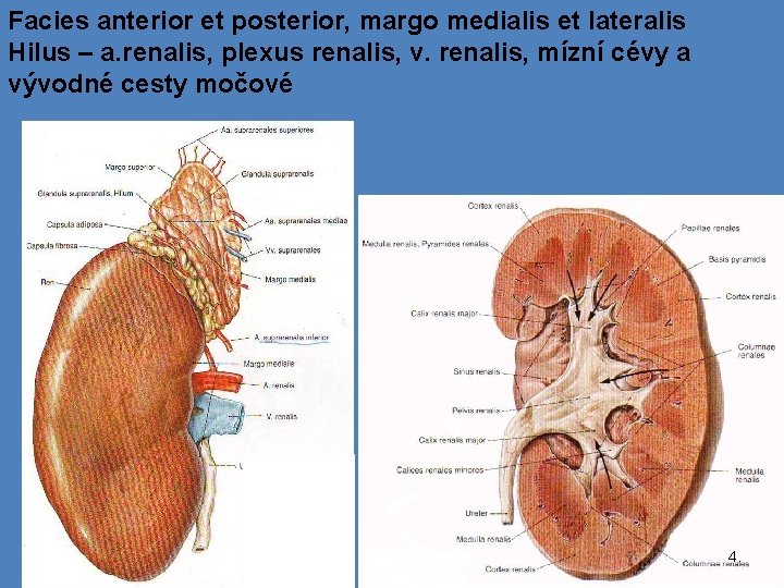 Facies anterior et posterior, margo medialis et lateralis Hilus – a. renalis, plexus renalis,