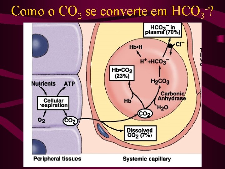 Como o CO 2 se converte em HCO 3 -? 
