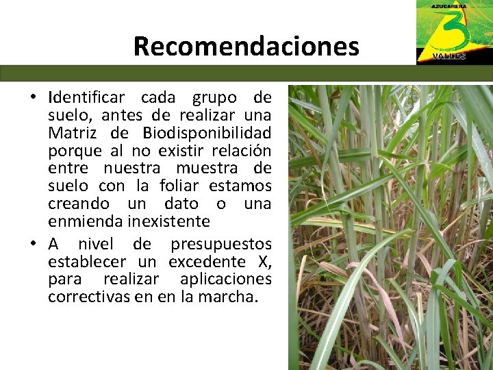 Recomendaciones • Identificar cada grupo de suelo, antes de realizar una Matriz de Biodisponibilidad