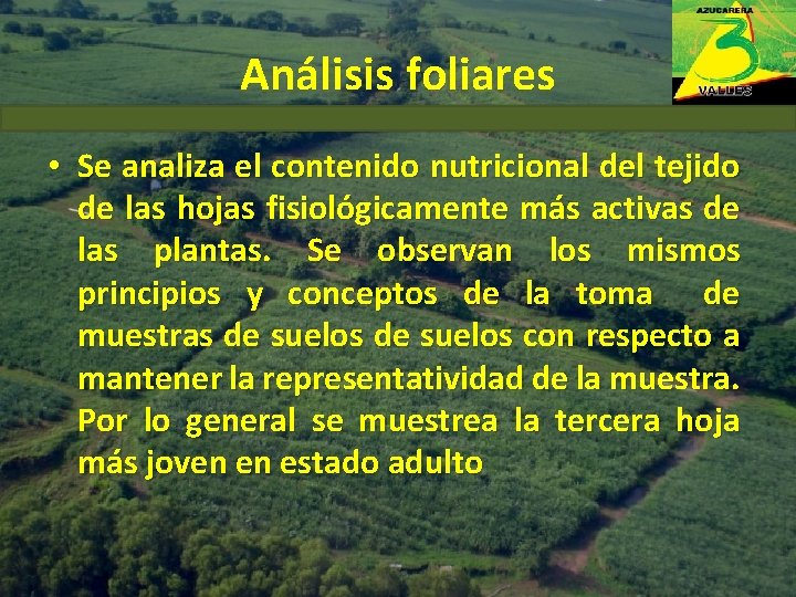 Análisis foliares • Se analiza el contenido nutricional del tejido de las hojas fisiológicamente