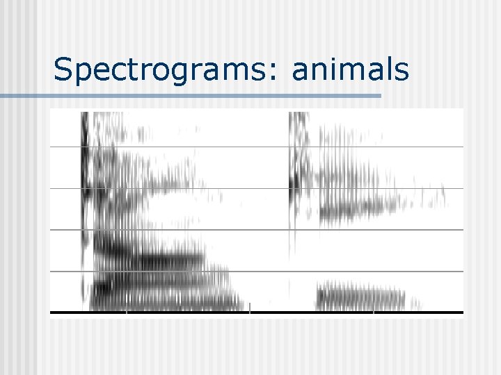 Spectrograms: animals 