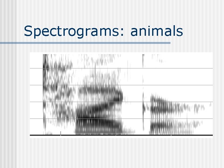 Spectrograms: animals 