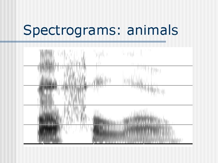 Spectrograms: animals 