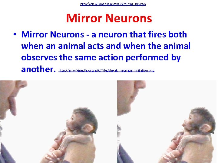 http: //en. wikipedia. org/wiki/Mirror_neuron Mirror Neurons • Mirror Neurons - a neuron that fires