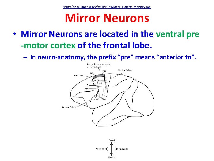 http: //en. wikipedia. org/wiki/File: Motor_Cortex_monkey. jpg Mirror Neurons • Mirror Neurons are located in