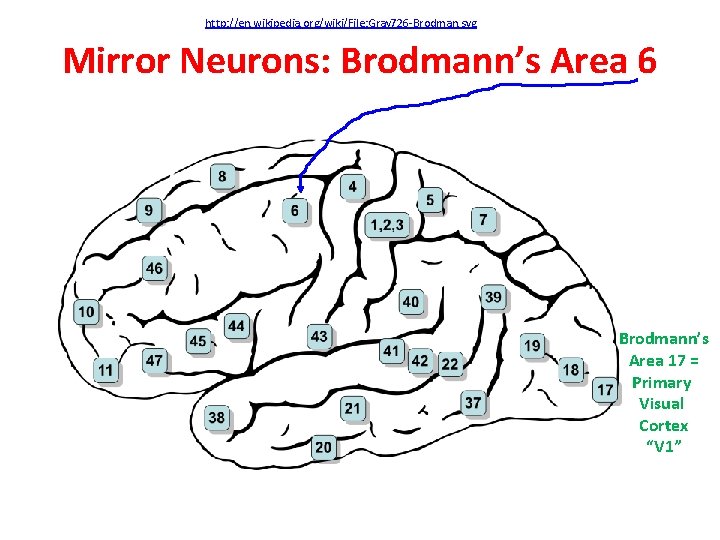 http: //en. wikipedia. org/wiki/File: Gray 726 -Brodman. svg Mirror Neurons: Brodmann’s Area 6 Brodmann’s
