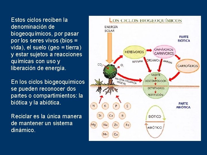 Estos ciclos reciben la denominación de biogeoquímicos, por pasar por los seres vivos (bios