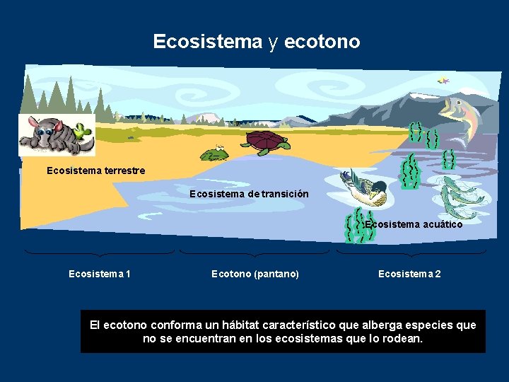 Ecosistema y ecotono Ecosistema terrestre Ecosistema de transición Ecosistema acuático Ecosistema 1 Ecotono (pantano)