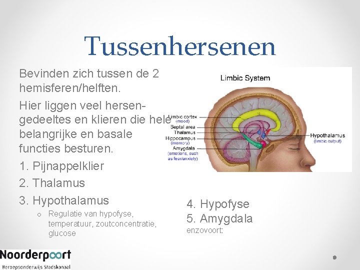 Tussenhersenen Bevinden zich tussen de 2 hemisferen/helften. Hier liggen veel hersengedeeltes en klieren die