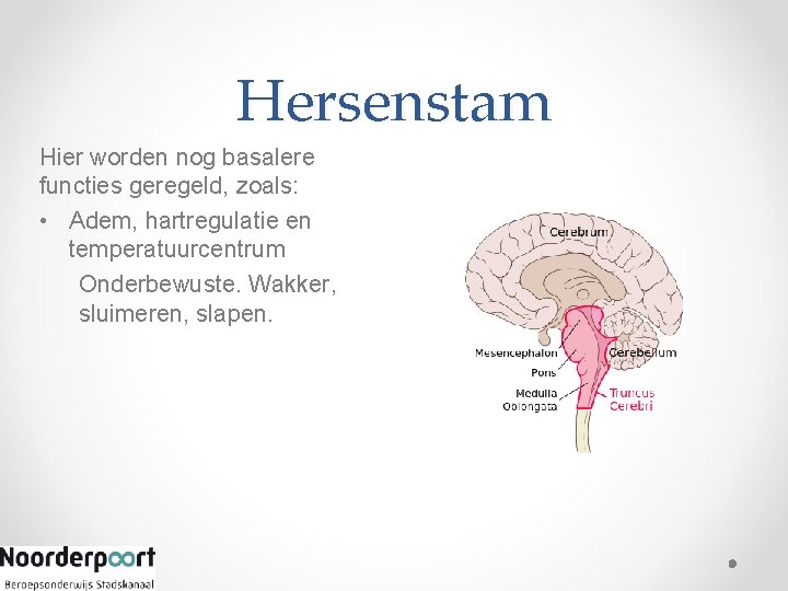 Hersenstam Hier worden nog basalere functies geregeld, zoals: • Adem, hartregulatie en temperatuurcentrum Onderbewuste.