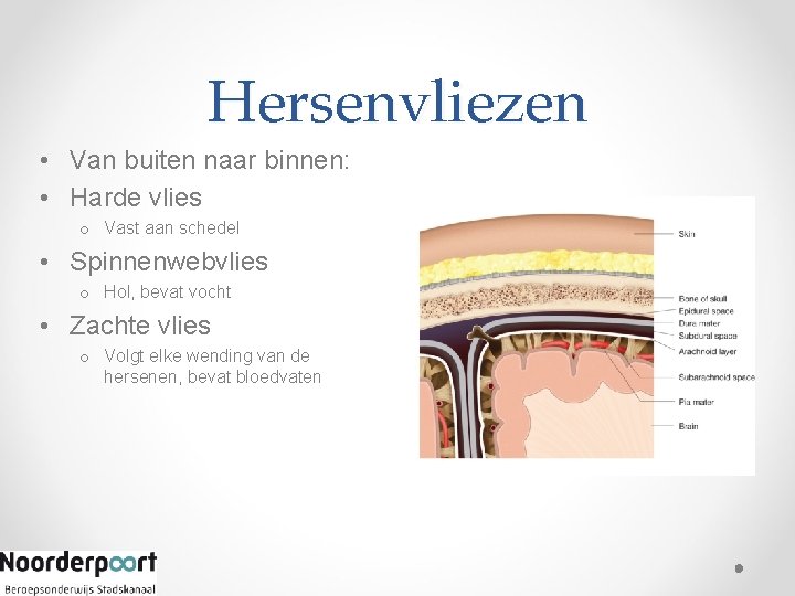 Hersenvliezen • Van buiten naar binnen: • Harde vlies o Vast aan schedel •