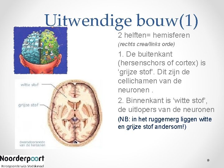 Uitwendige bouw(1) 2 helften= hemisferen (rechts crea/links orde) 1. De buitenkant (hersenschors of cortex)