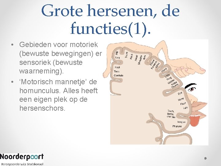 Grote hersenen, de functies(1). • Gebieden voor motoriek (bewuste bewegingen) en sensoriek (bewuste waarneming).