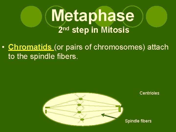 Metaphase 2 nd step in Mitosis • Chromatids (or pairs of chromosomes) attach to Metaphase 2 nd step in Mitosis • Chromatids (or pairs of chromosomes) attach to
