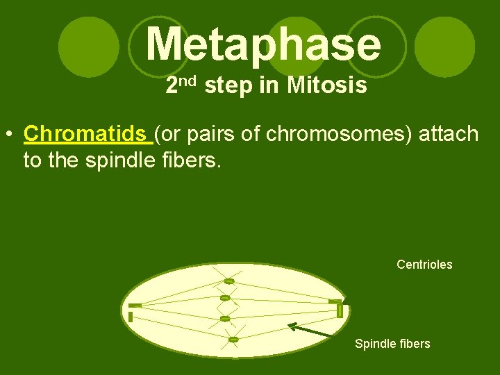 Metaphase 2 nd step in Mitosis • Chromatids (or pairs of chromosomes) attach to