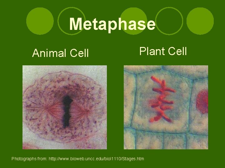 Metaphase Animal Cell Plant Cell Photographs from: http: //www. bioweb. uncc. edu/biol 1110/Stages. htm