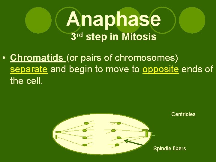 Anaphase 3 rd step in Mitosis • Chromatids (or pairs of chromosomes) separate and