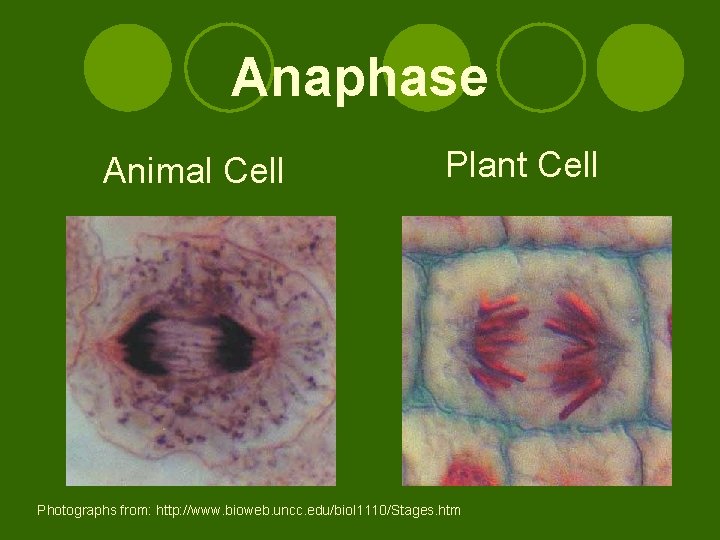 Anaphase Animal Cell Plant Cell Photographs from: http: //www. bioweb. uncc. edu/biol 1110/Stages. htm