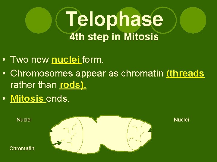 Telophase 4 th step in Mitosis • Two new nuclei form. • Chromosomes appear