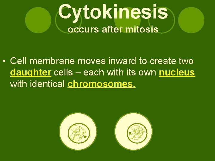 Cytokinesis occurs after mitosis • Cell membrane moves inward to create two daughter cells Cytokinesis occurs after mitosis • Cell membrane moves inward to create two daughter cells
