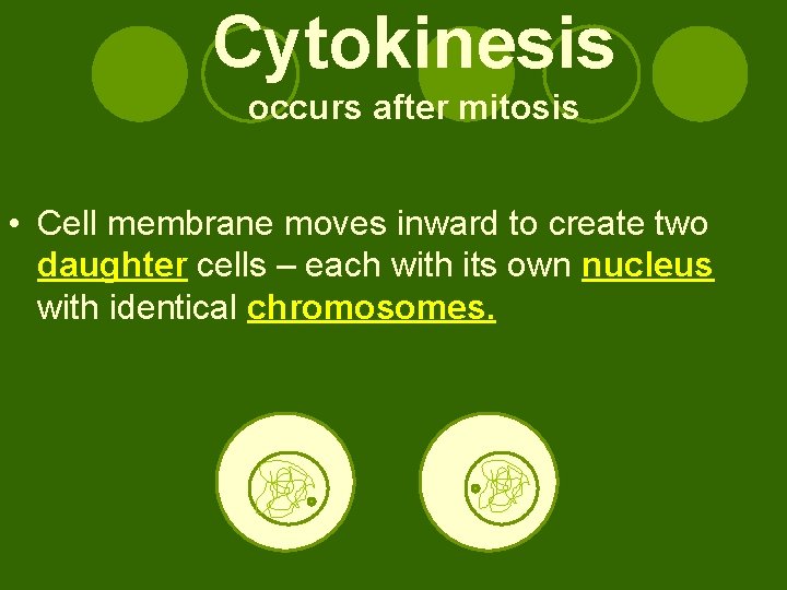 Cytokinesis occurs after mitosis • Cell membrane moves inward to create two daughter cells