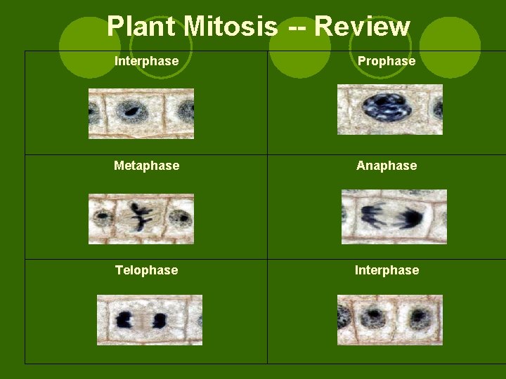 Plant Mitosis -- Review Interphase Prophase Metaphase Anaphase Telophase Interphase 