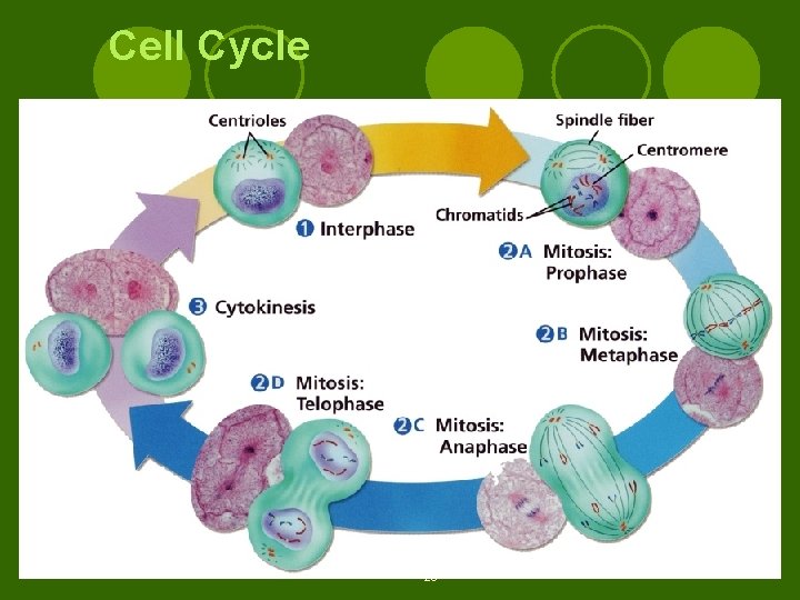 Cell Cycle 20 