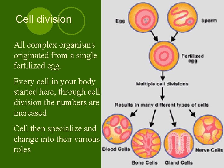 Cell division All complex organisms originated from a single fertilized egg. Every cell in