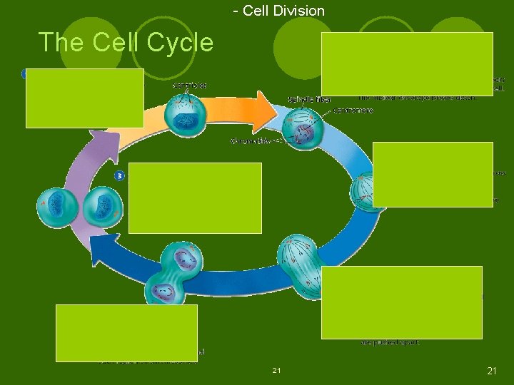 - Cell Division The Cell Cycle 21 21 