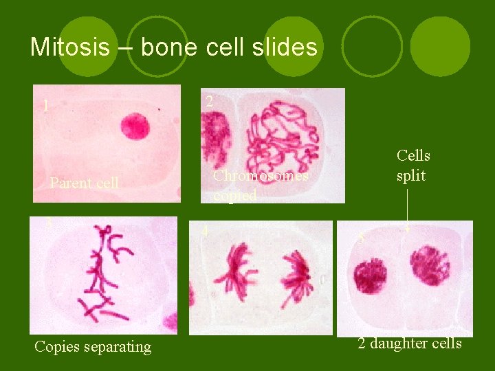Mitosis – bone cell slides 1 2 Chromosomes copied Parent cell 3 Copies separating