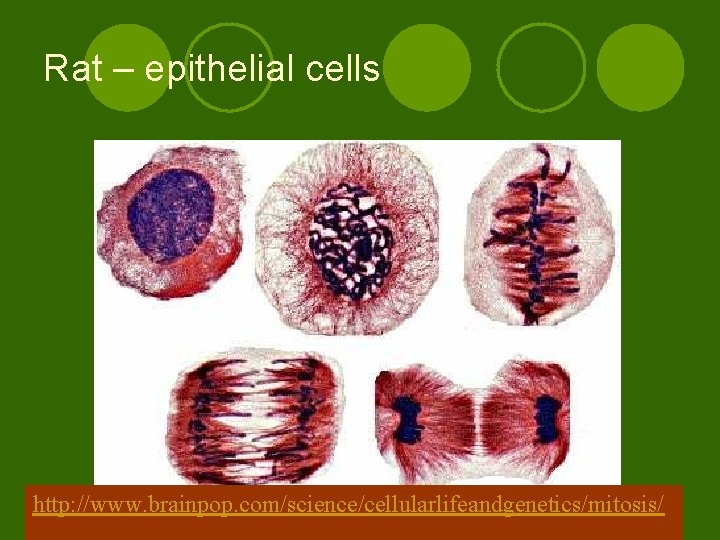 Rat – epithelial cells http: //www. brainpop. com/science/cellularlifeandgenetics/mitosis/ Rat – epithelial cells http: //www. brainpop. com/science/cellularlifeandgenetics/mitosis/