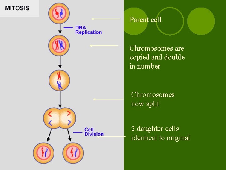 Parent cell Chromosomes are copied and double in number Chromosomes now split 2 daughter