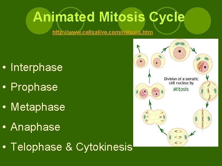 Animated Mitosis Cycle http: //www. cellsalive. com/mitosis. htm • Interphase • Prophase • Metaphase