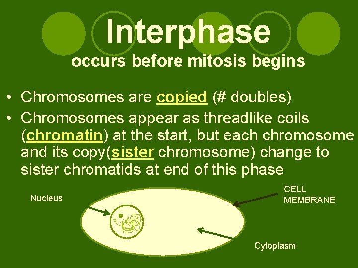 Interphase occurs before mitosis begins • Chromosomes are copied (# doubles) • Chromosomes appear Interphase occurs before mitosis begins • Chromosomes are copied (# doubles) • Chromosomes appear