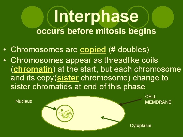 Interphase occurs before mitosis begins • Chromosomes are copied (# doubles) • Chromosomes appear