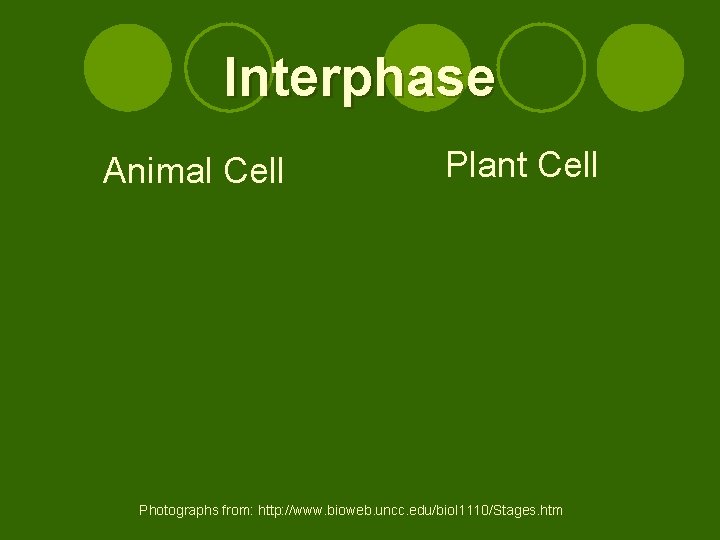 Interphase Animal Cell Plant Cell Photographs from: http: //www. bioweb. uncc. edu/biol 1110/Stages. htm