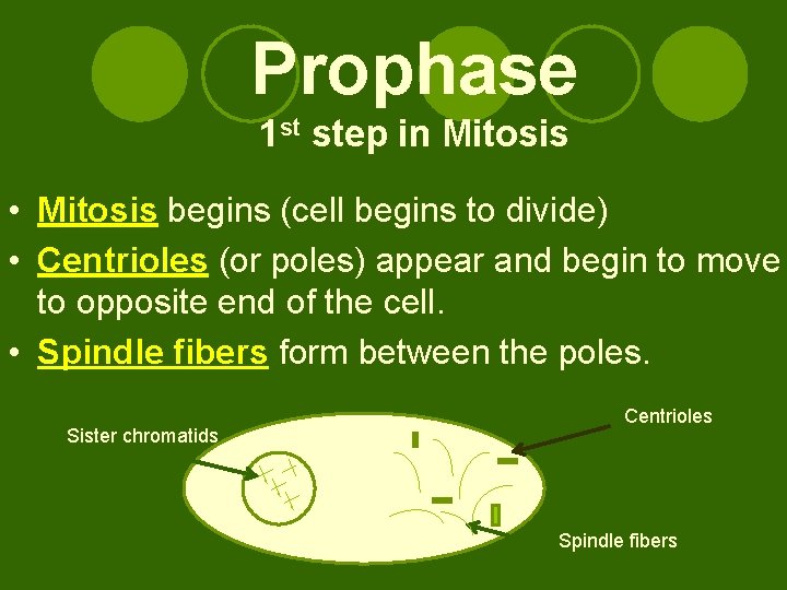 Prophase 1 st step in Mitosis • Mitosis begins (cell begins to divide) •