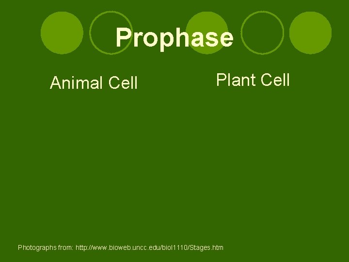 Prophase Animal Cell Plant Cell Spindle fibers Centrioles Photographs from: http: //www. bioweb. uncc.